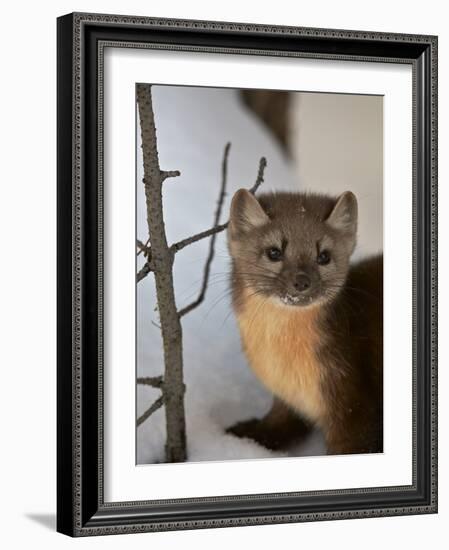 American Marten (Pine Marten) (Martes Americana) in the Snow-James Hager-Framed Photographic Print