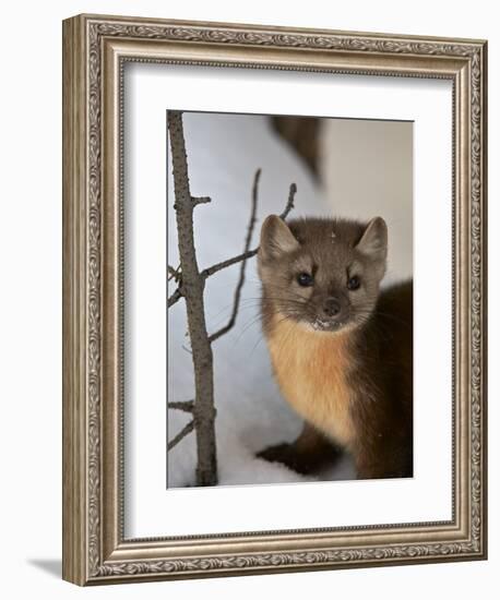 American Marten (Pine Marten) (Martes Americana) in the Snow-James Hager-Framed Photographic Print