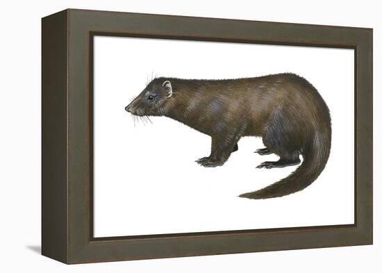 American Mink (Neovison Vison), Weasel, Mammals-Encyclopaedia Britannica-Framed Stretched Canvas