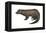 American Mink (Neovison Vison), Weasel, Mammals-Encyclopaedia Britannica-Framed Stretched Canvas