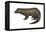 American Mink (Neovison Vison), Weasel, Mammals-Encyclopaedia Britannica-Framed Stretched Canvas