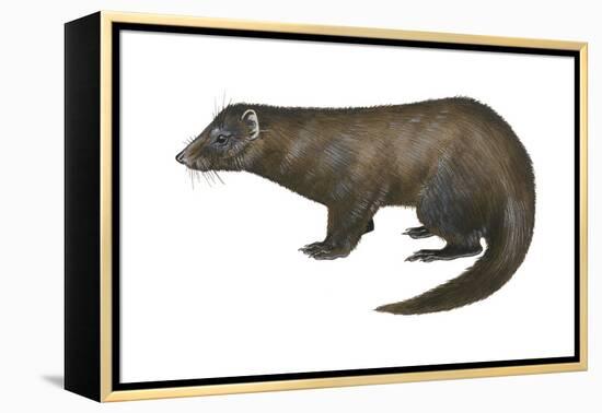 American Mink (Neovison Vison), Weasel, Mammals-Encyclopaedia Britannica-Framed Stretched Canvas