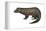 American Mink (Neovison Vison), Weasel, Mammals-Encyclopaedia Britannica-Framed Stretched Canvas