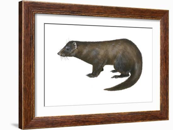 American Mink (Neovison Vison), Weasel, Mammals-Encyclopaedia Britannica-Framed Art Print