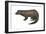 American Mink (Neovison Vison), Weasel, Mammals-Encyclopaedia Britannica-Framed Art Print