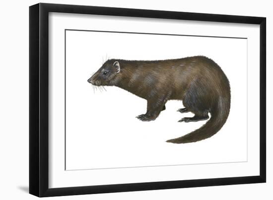 American Mink (Neovison Vison), Weasel, Mammals-Encyclopaedia Britannica-Framed Art Print