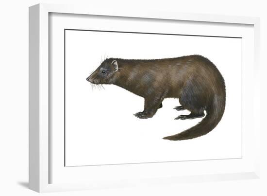 American Mink (Neovison Vison), Weasel, Mammals-Encyclopaedia Britannica-Framed Art Print