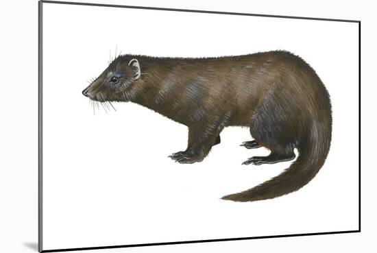 American Mink (Neovison Vison), Weasel, Mammals-Encyclopaedia Britannica-Mounted Art Print