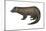 American Mink (Neovison Vison), Weasel, Mammals-Encyclopaedia Britannica-Mounted Art Print