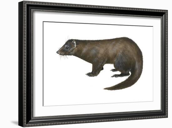 American Mink (Neovison Vison), Weasel, Mammals-Encyclopaedia Britannica-Framed Art Print