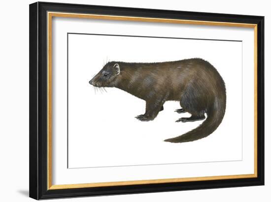 American Mink (Neovison Vison), Weasel, Mammals-Encyclopaedia Britannica-Framed Art Print