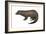 American Mink (Neovison Vison), Weasel, Mammals-Encyclopaedia Britannica-Framed Art Print