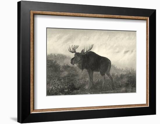 American Moose-R^ Hinshelwood-Framed Art Print