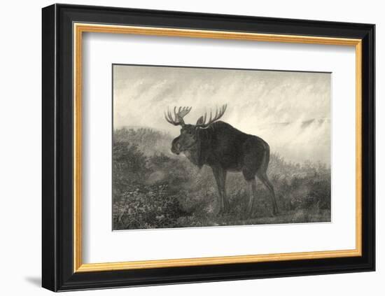 American Moose-R^ Hinshelwood-Framed Art Print