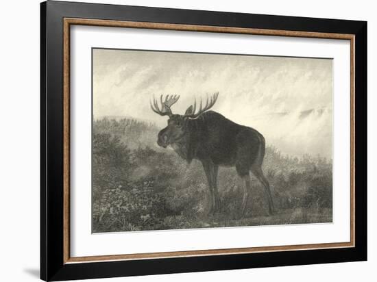 American Moose-R. Hinshelwood-Framed Art Print