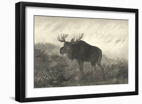 American Moose-R. Hinshelwood-Framed Art Print