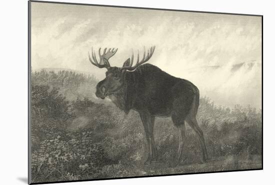 American Moose-R. Hinshelwood-Mounted Art Print