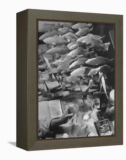 American Museum of Natural History Artist Brunner Working on Plaster Molds Made from Real Fish-Margaret Bourke-White-Framed Premier Image Canvas
