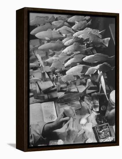 American Museum of Natural History Artist Brunner Working on Plaster Molds Made from Real Fish-Margaret Bourke-White-Framed Premier Image Canvas