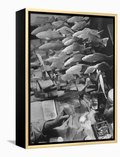 American Museum of Natural History Artist Brunner Working on Plaster Molds Made from Real Fish-Margaret Bourke-White-Framed Premier Image Canvas