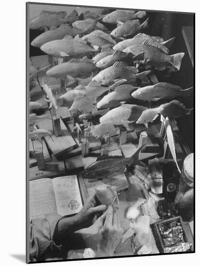 American Museum of Natural History Artist Brunner Working on Plaster Molds Made from Real Fish-Margaret Bourke-White-Mounted Photographic Print