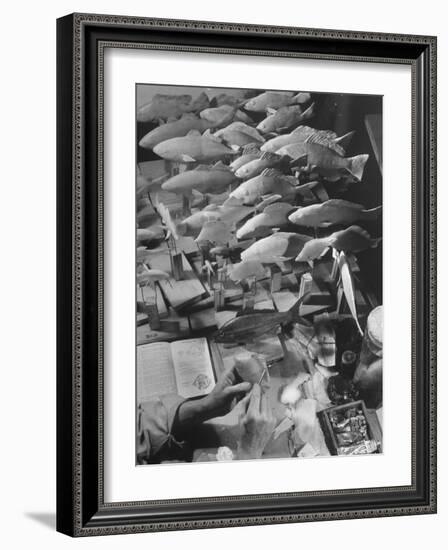 American Museum of Natural History Artist Brunner Working on Plaster Molds Made from Real Fish-Margaret Bourke-White-Framed Photographic Print