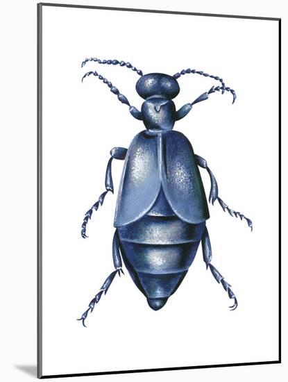 American Oil Beetle (Meloe Americanus), Insects-Encyclopaedia Britannica-Mounted Art Print