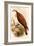 American Osprey-John Gould-Framed Art Print