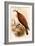 American Osprey-John Gould-Framed Art Print