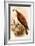 American Osprey-John Gould-Framed Art Print