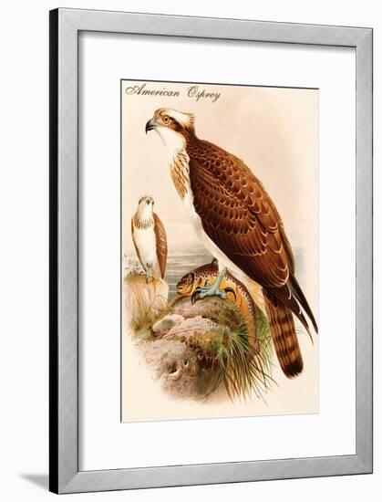 American Osprey-John Gould-Framed Art Print