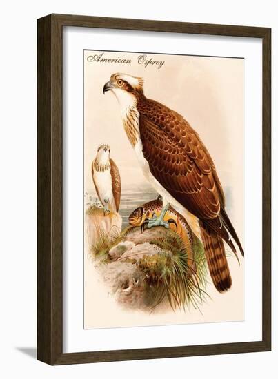 American Osprey-John Gould-Framed Art Print