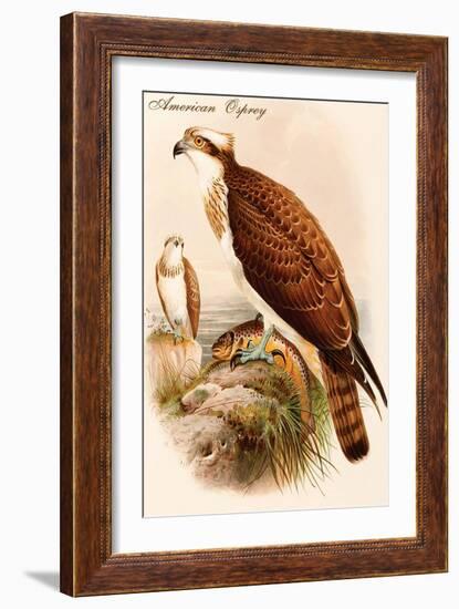 American Osprey-John Gould-Framed Art Print