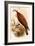 American Osprey-John Gould-Framed Art Print