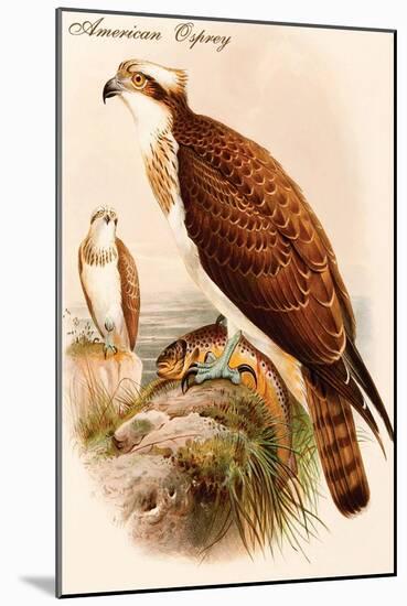 American Osprey-John Gould-Mounted Art Print