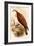 American Osprey-John Gould-Framed Art Print