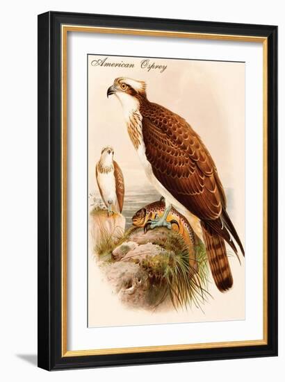 American Osprey-John Gould-Framed Art Print