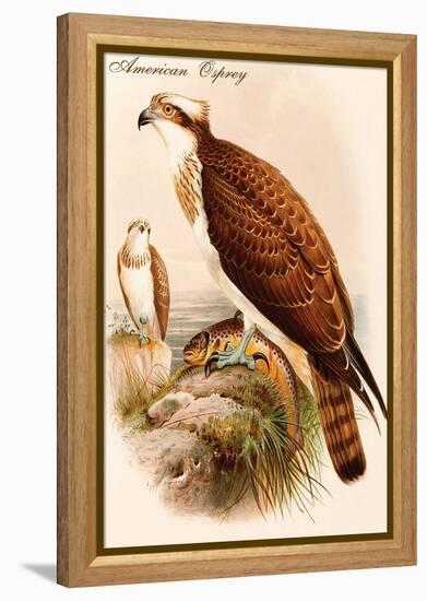 American Osprey-John Gould-Framed Stretched Canvas