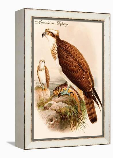 American Osprey-John Gould-Framed Stretched Canvas