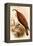 American Osprey-John Gould-Framed Stretched Canvas