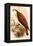 American Osprey-John Gould-Framed Stretched Canvas