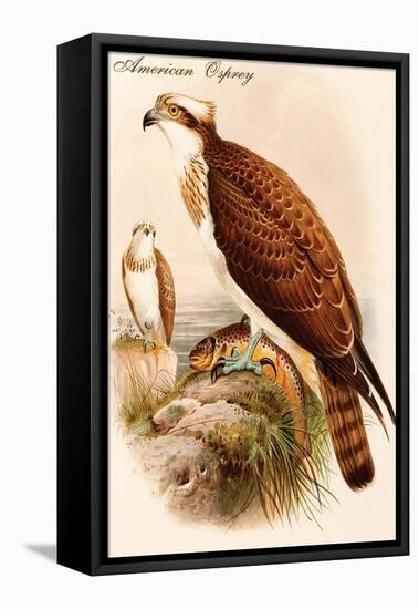 American Osprey-John Gould-Framed Stretched Canvas