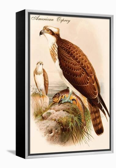 American Osprey-John Gould-Framed Stretched Canvas