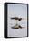 American Oystercatcher Drinking-Larry Ditto-Framed Premier Image Canvas