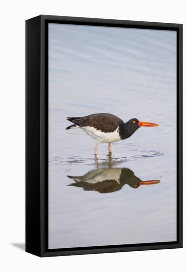 American Oystercatcher Drinking-Larry Ditto-Framed Premier Image Canvas