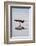 American Oystercatcher Drinking-Larry Ditto-Framed Photographic Print