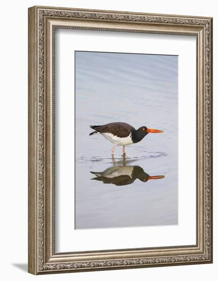 American Oystercatcher Drinking-Larry Ditto-Framed Photographic Print