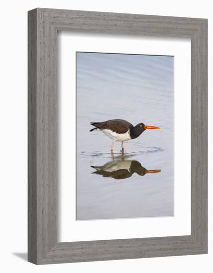 American Oystercatcher Drinking-Larry Ditto-Framed Photographic Print