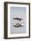 American Oystercatcher Drinking-Larry Ditto-Framed Photographic Print