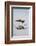 American Oystercatcher Drinking-Larry Ditto-Framed Photographic Print